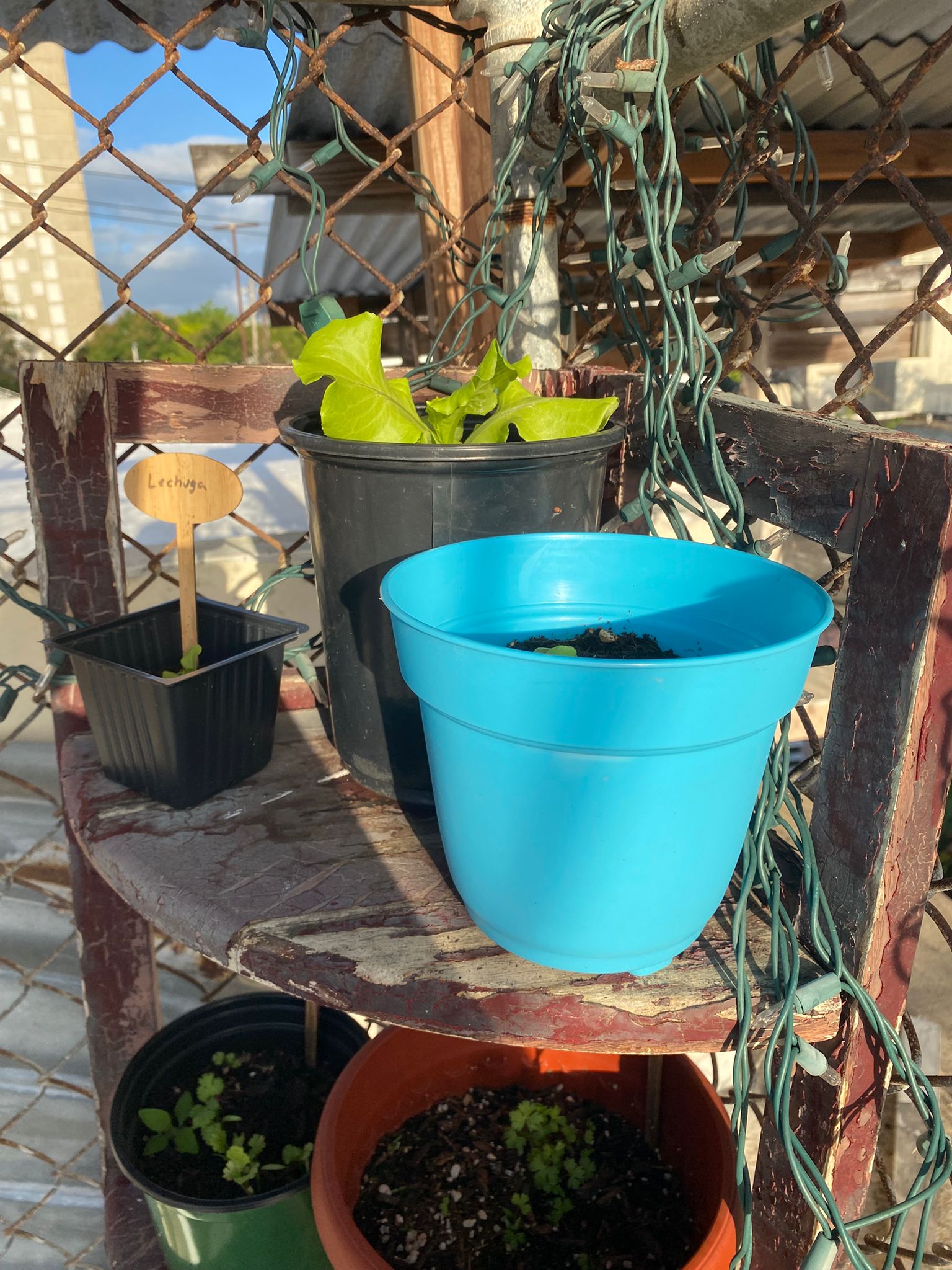 Plantas en el jardín