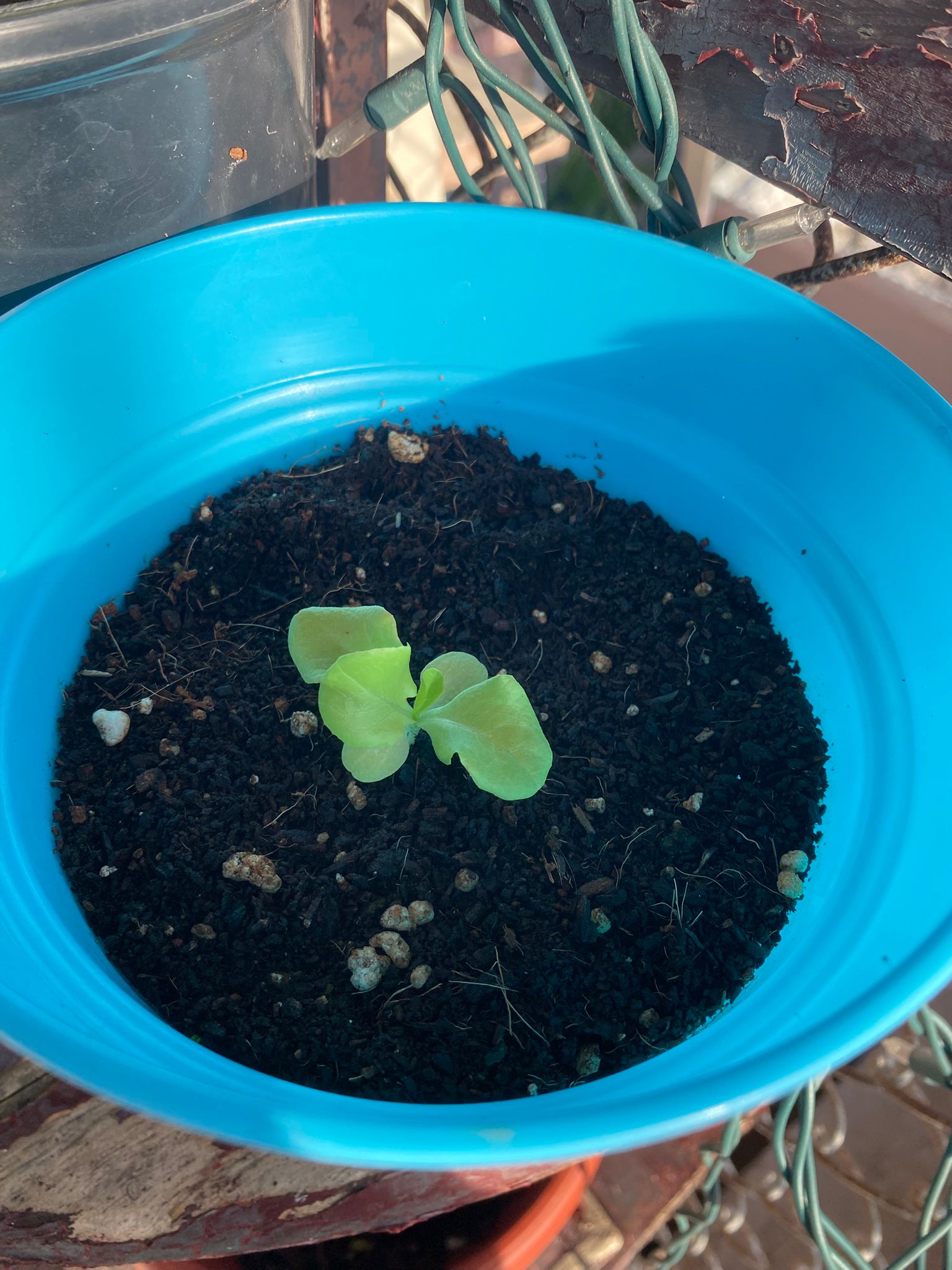 Lechuga del País / Black Seeded Simpson