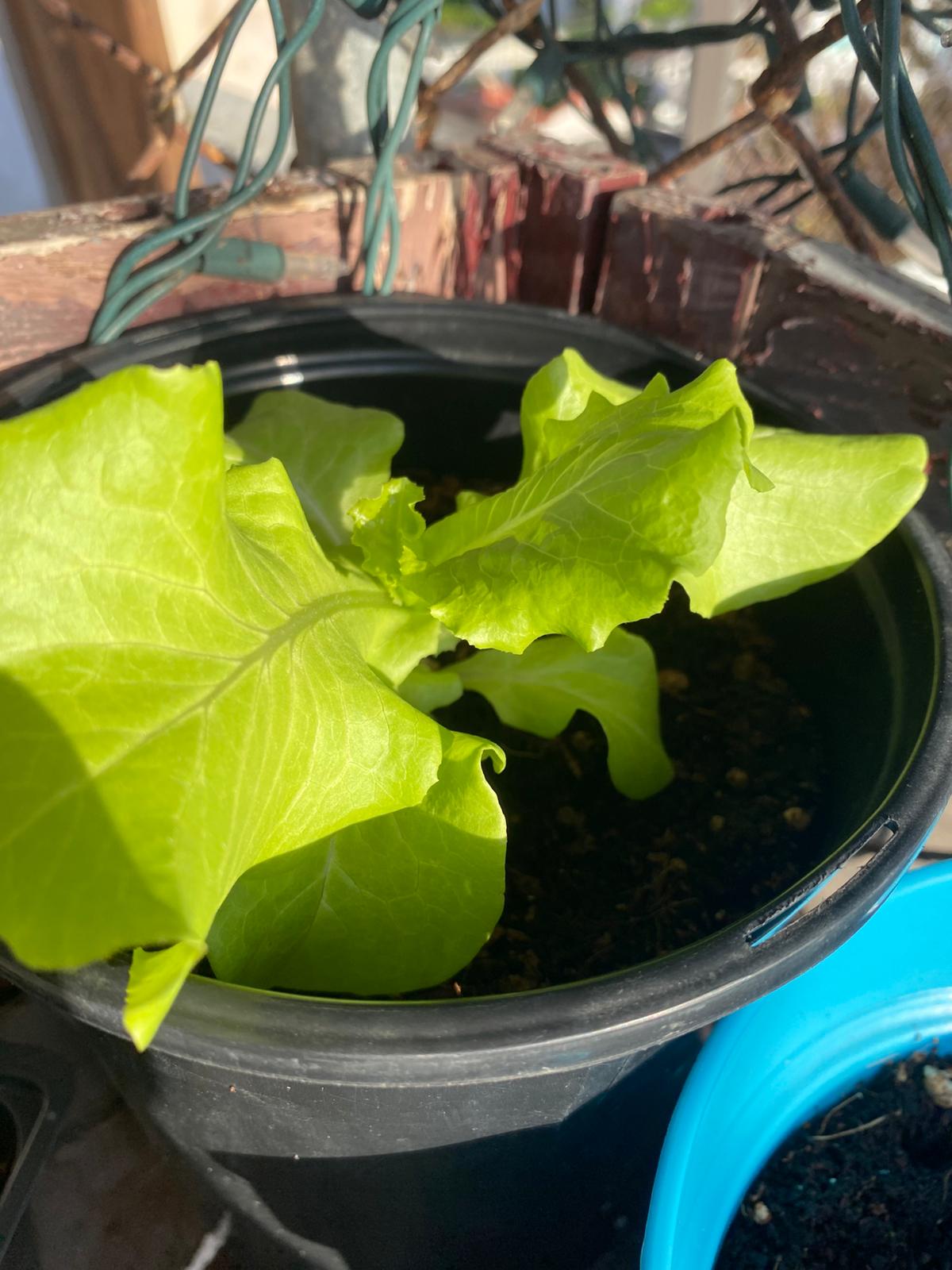 Lechuga del País / Black Seeded Simpson