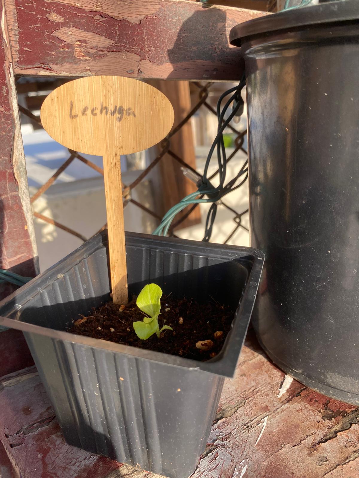 Lechuga del País / Black Seeded Simpson