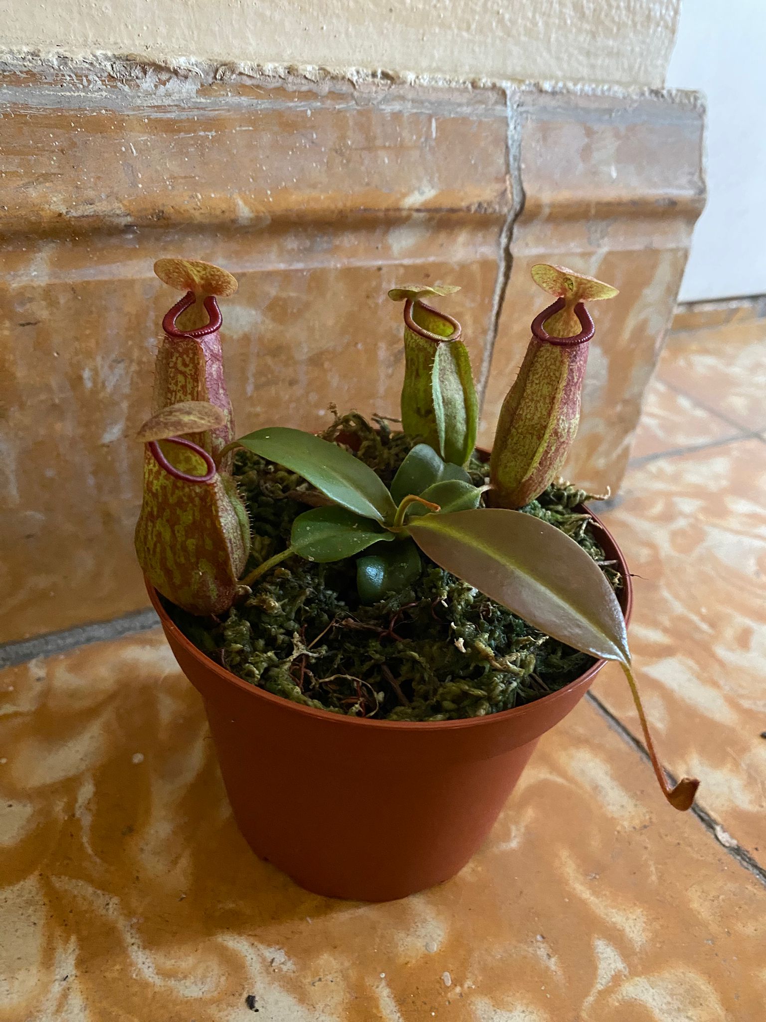 Nepenthes
