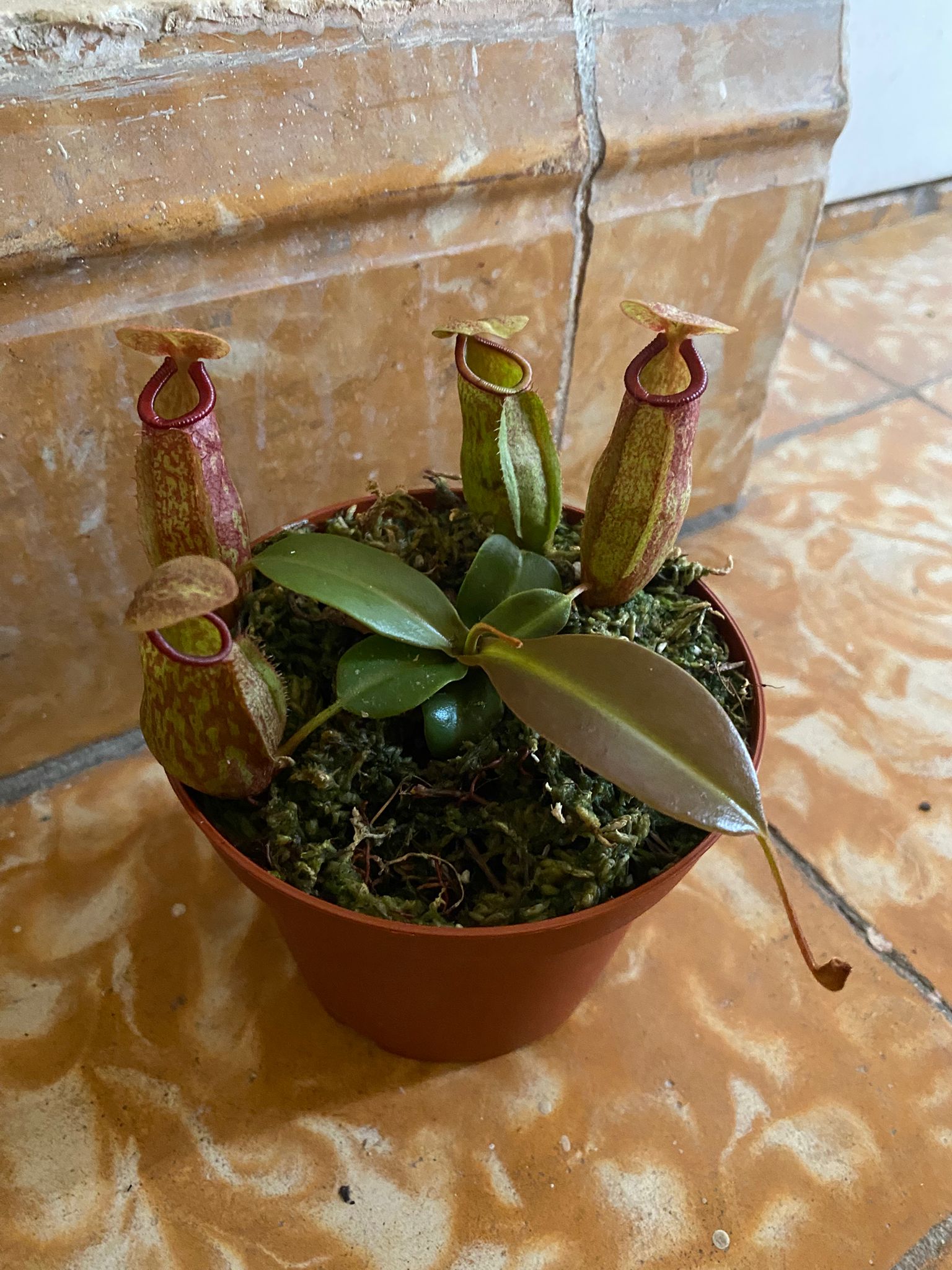 Nepenthes