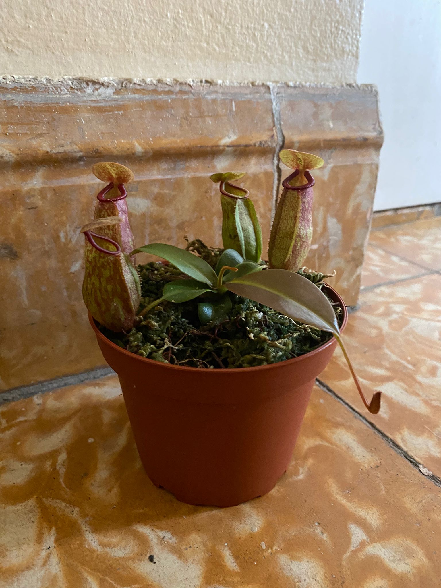 Nepenthes