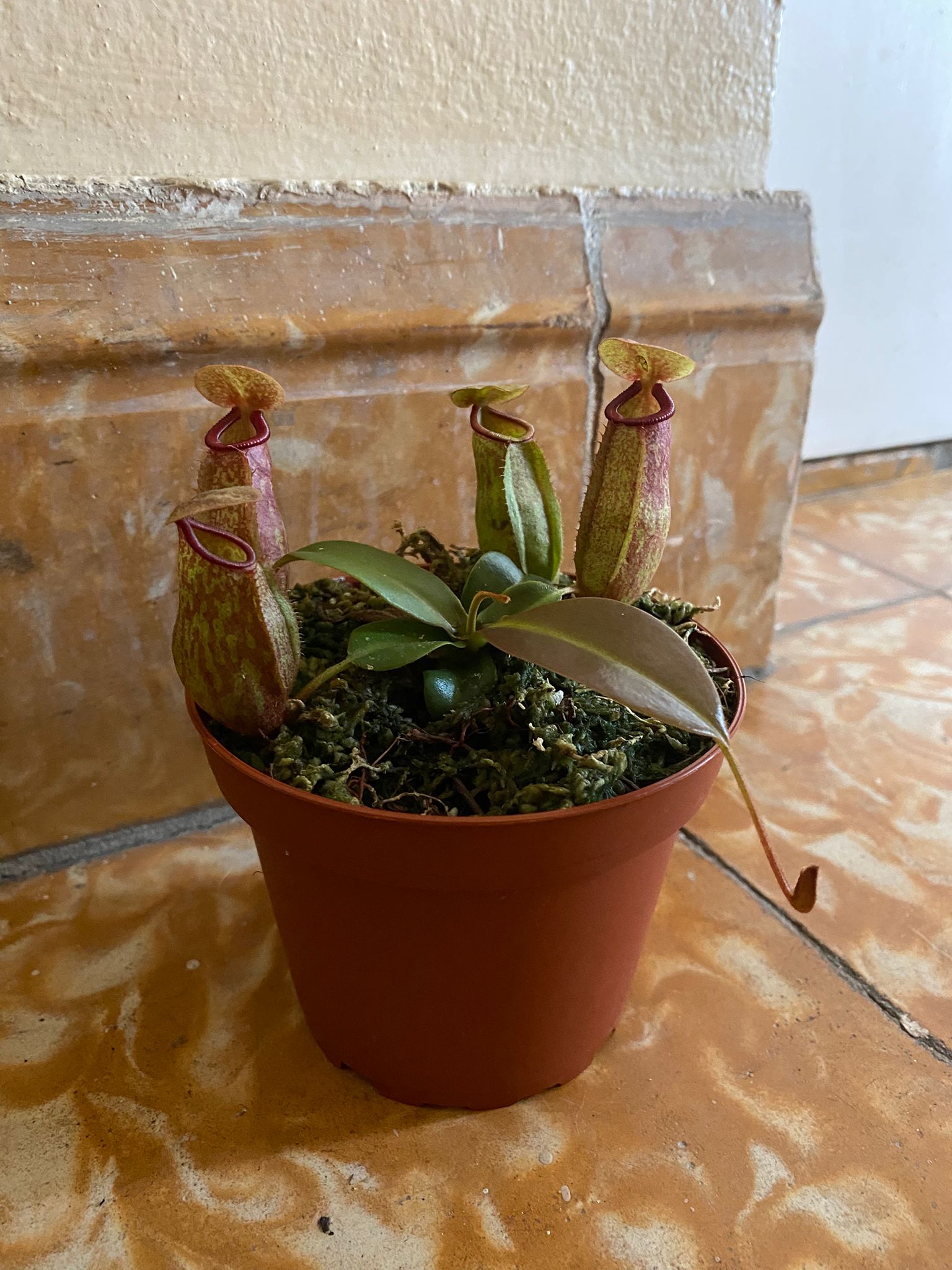 Nepenthes