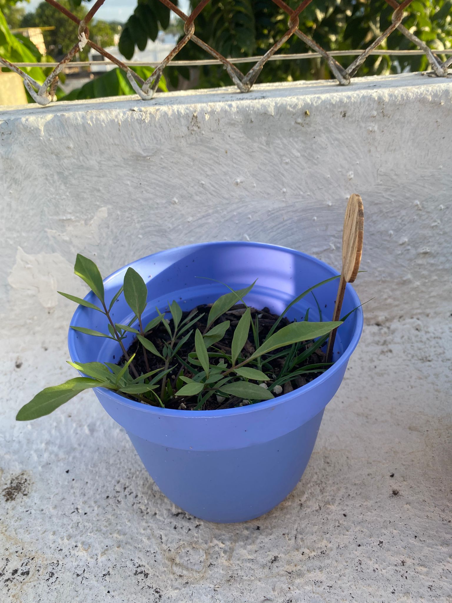 Perennial Mix Wildflower