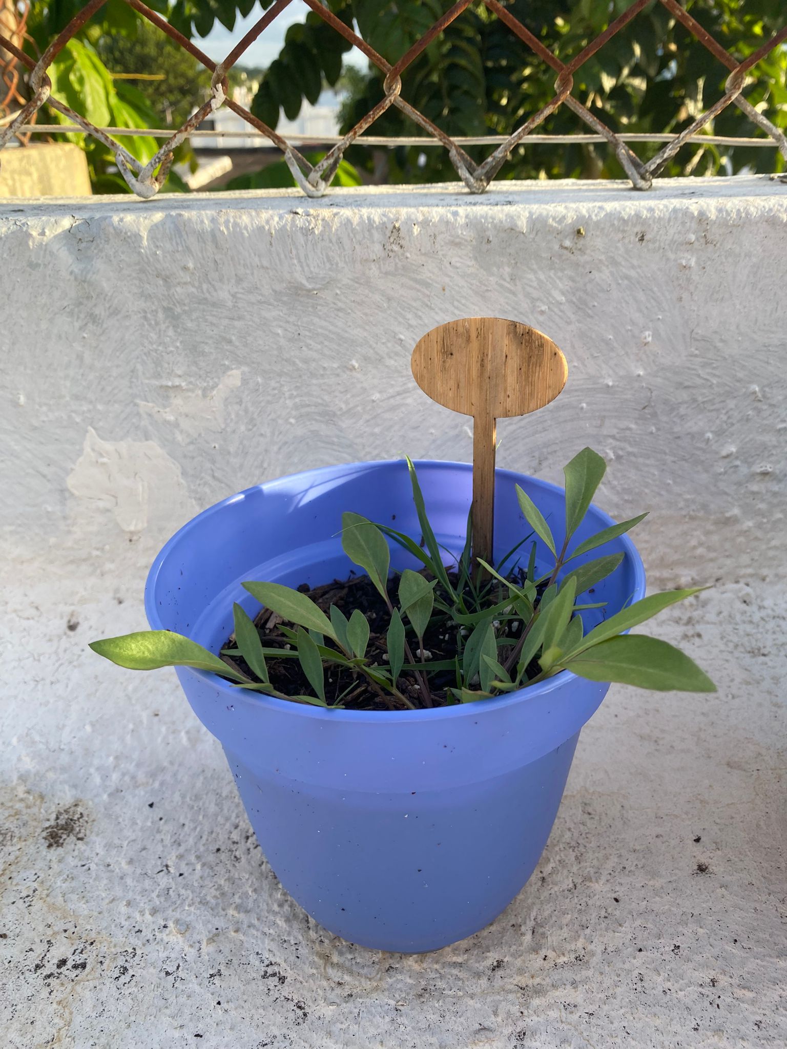 Perennial Mix Wildflower